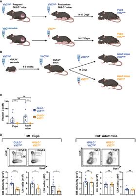 Vitamin C deficiency reveals developmental differences between neonatal and adult hematopoiesis